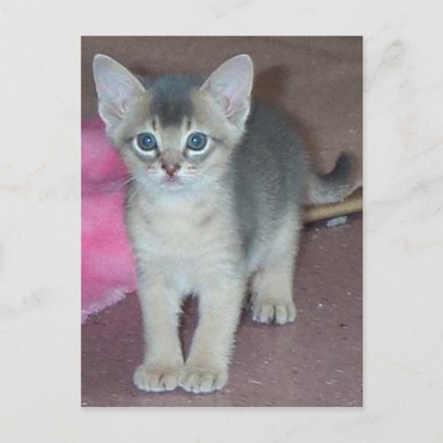 Abyssinian Kitten Six Weeks Old Postcard (Front)