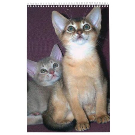 Abyssinian Kittens And Cats Calendar