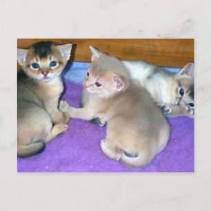 Abyssinian Kittens Three Weeks Old Postcard