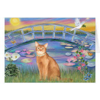 Abyssinian (red 18) - Sunrise Lilies