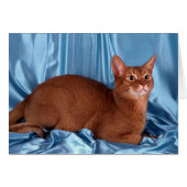 Abyssinian, sorrel (Front Horizontal)