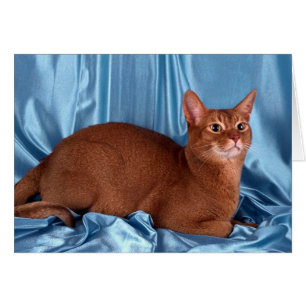 Abyssinian, sorrel cards