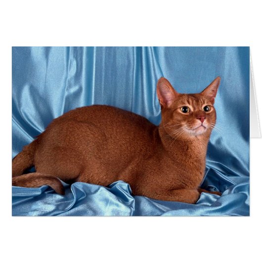 Abyssinian, sorrel cards (Front Horizontal)