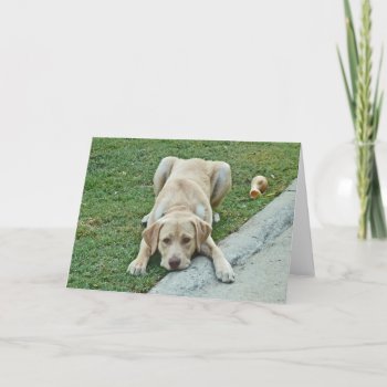 Ac- Yellow Labrador Puppy Notecards by inspirationrocks at Zazzle