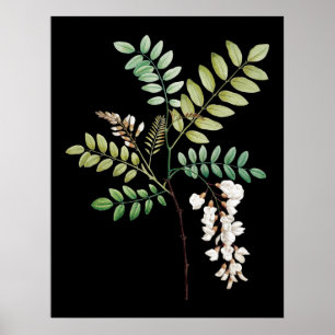 Acacia, black locus, wall botanical print