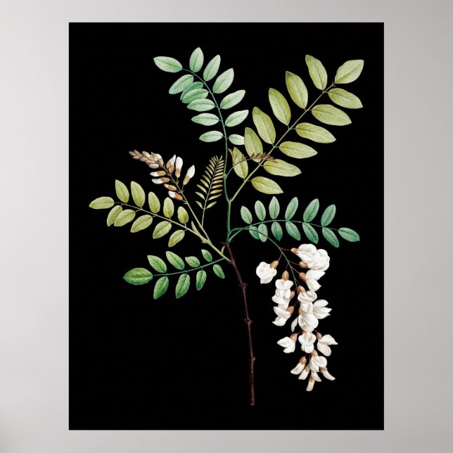 Acacia, black locus, wall botanical print (Front)