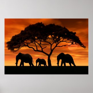 Acacia Elephant Sunset Poster
