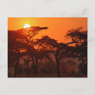 Acacia forest silhouetted at sunset, Tarangire Postcard