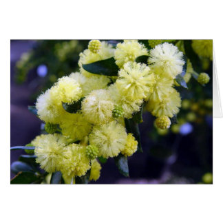 Acacia Map - Mimosa Cards