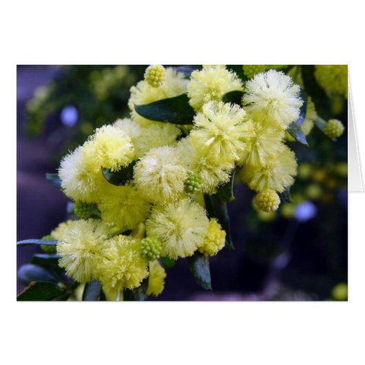 Acacia Map - Mimosa Cards (Front Horizontal)