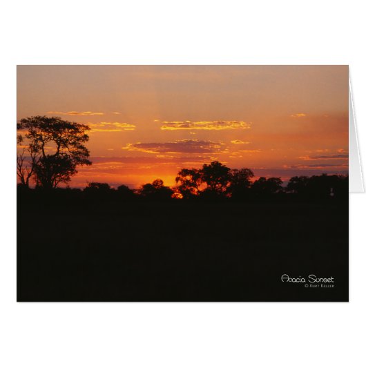Acacia Sunset Note Card (Front Horizontal)
