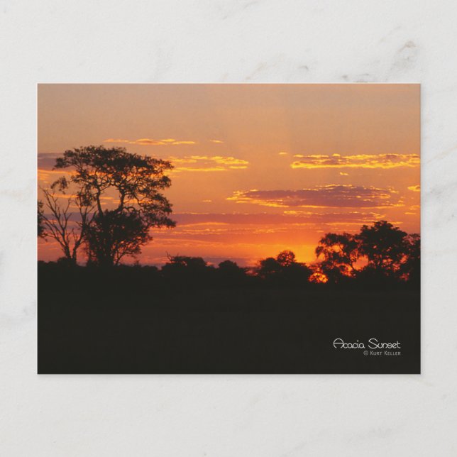 Acacia Sunset Postcard (Front)