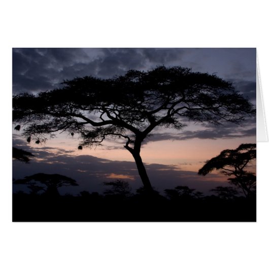 Acacia Trees Sunset Cards (Front Horizontal)