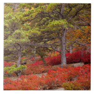 Acadia National Park, Maine Ceramic Tile