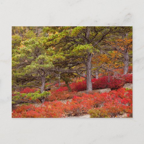 Acadia National Park Maine Postcard