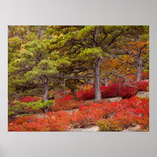 Acadia National Park Maine Poster
