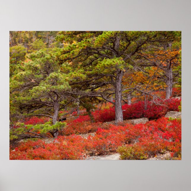 Acadia National Park, Maine Poster (Front)