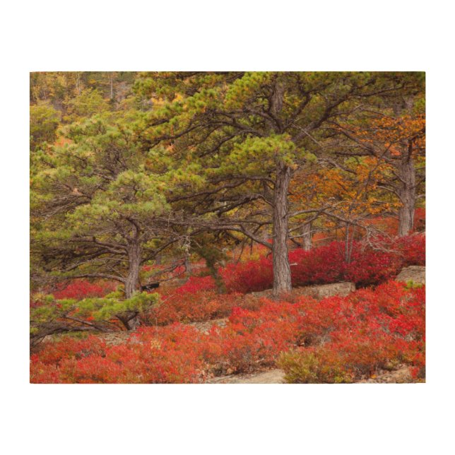 Acadia National Park, Maine Wood Wall Art (Front)