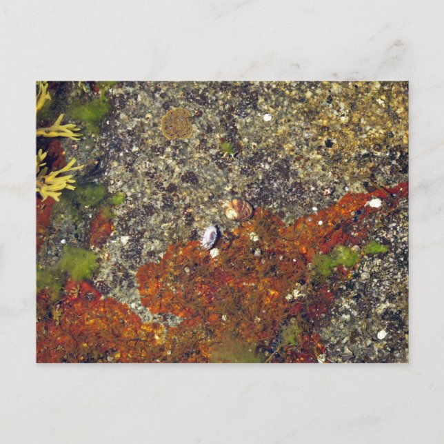 "Acadian Tide Pool" Postcard (Front)
