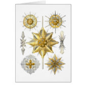 Acanthometra (Front)