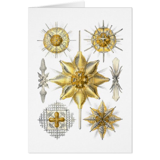 Acanthometra (Front)