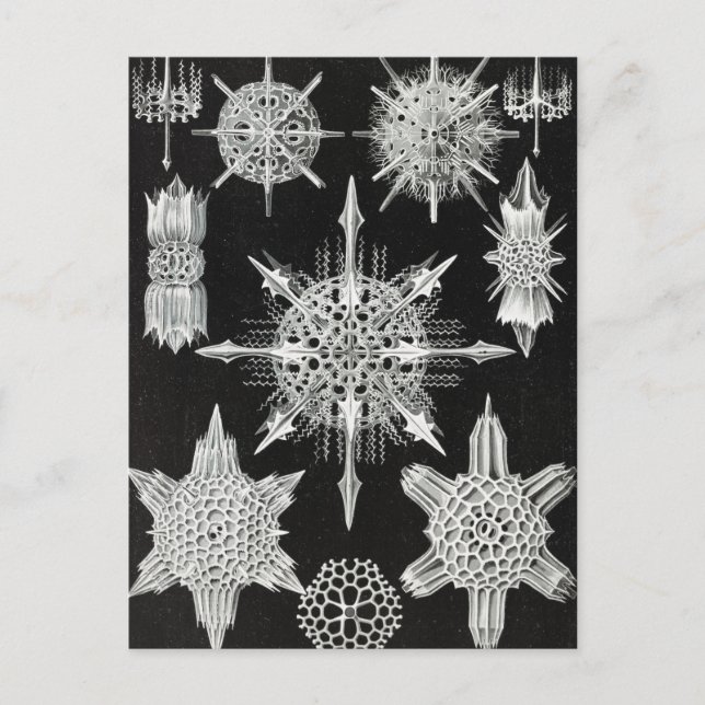 Acanthophracta, Wunderstrahlinge Aquatic Animal Postcard (Front)