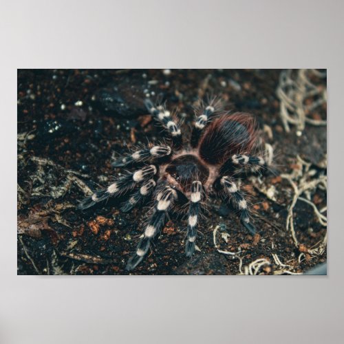 Acanthoscurria Geniculata Tarantula  Poster
