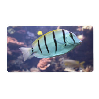 Acanthurus triostegus label