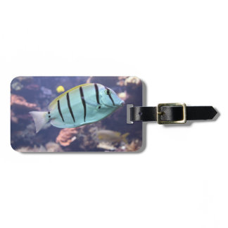Acanthurus triostegus luggage tag
