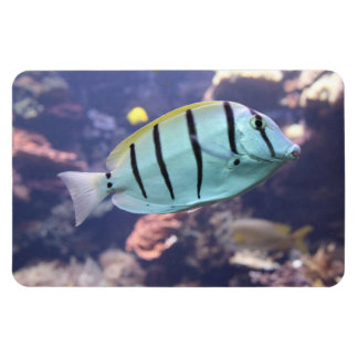 Acanthurus triostegus magnet