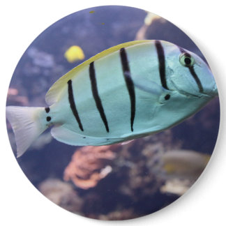 Acanthurus triostegus pinback button