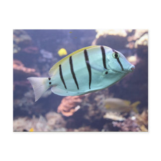 Acanthurus triostegus postcard