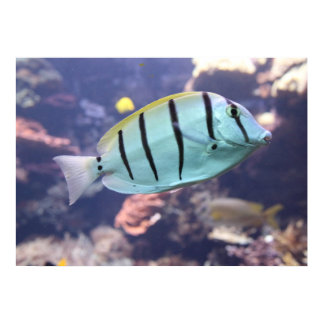 Acanthurus triostegus poster