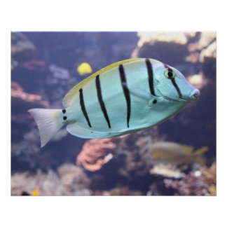 Acanthurus triostegus poster