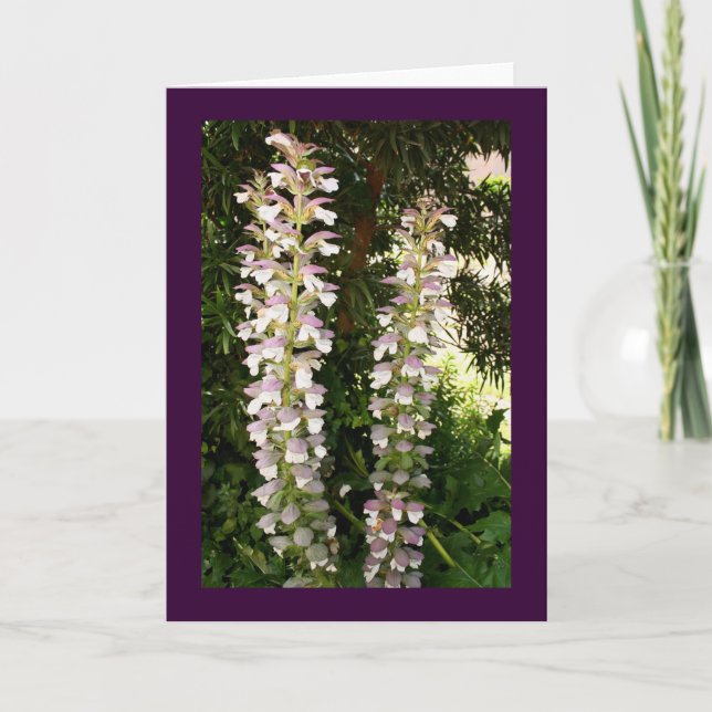 Acanthus Blossoms Card (Front)