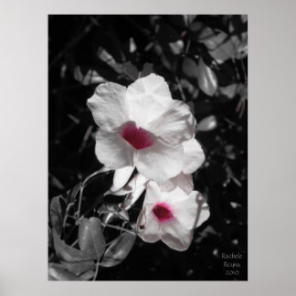 Accenting Beauty Poster