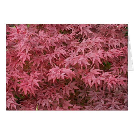 acer palmatum leaves cards (Front Horizontal)