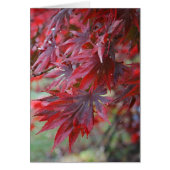 Acer palmatum 'Trompenburg' (Front)