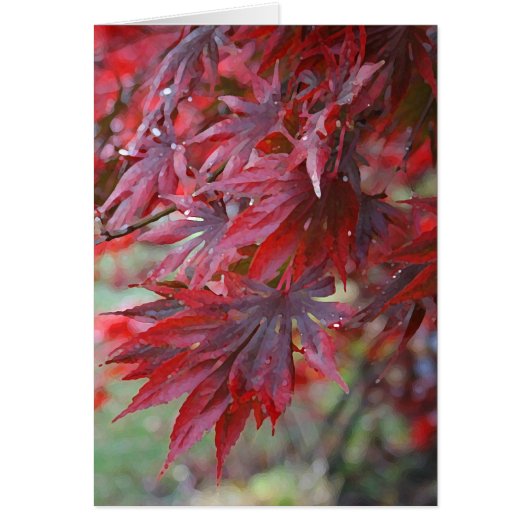 Acer palmatum 'Trompenburg' (Front)
