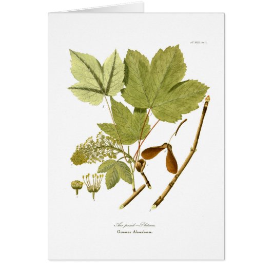 Acer pseudo-platanus cards (Front)
