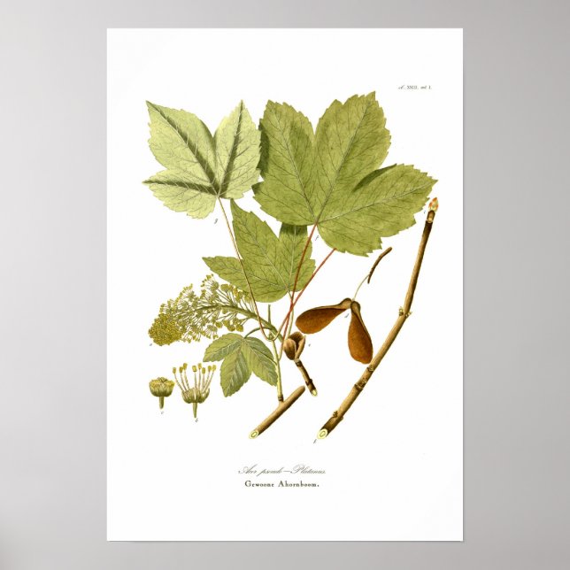 Acer pseudo-platanus poster (Front)