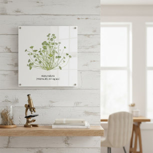 Acetabularia (Mermaid’s Wineglass) Hand Drawn Acrylic Print