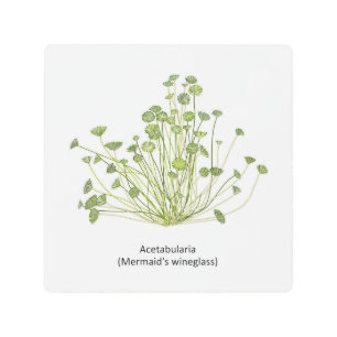 Acetabularia (Mermaid’s Wineglass) Hand Drawn Metal Print