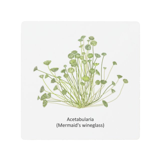 Acetabularia (Mermaid’s Wineglass) Hand Drawn Metal Print (Front)