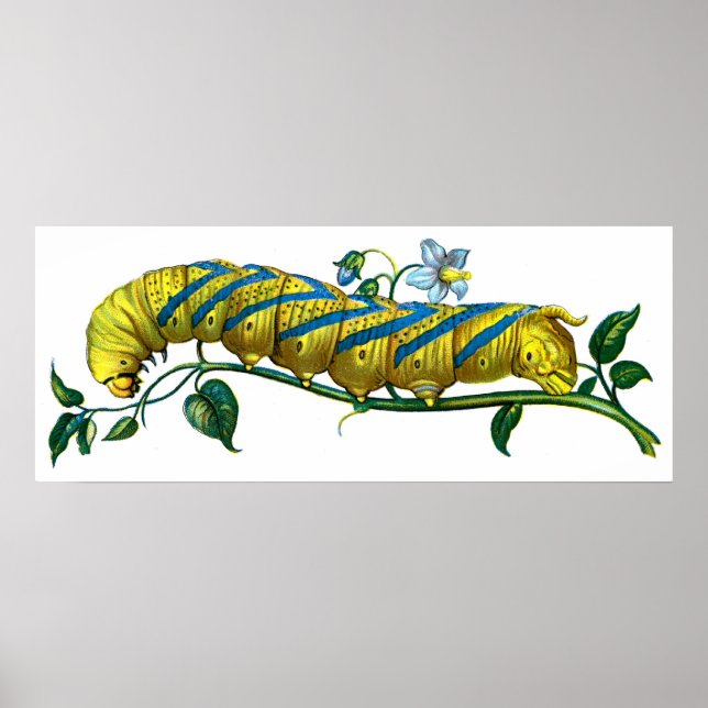 Acherontia atropos caterpillar poster (Front)