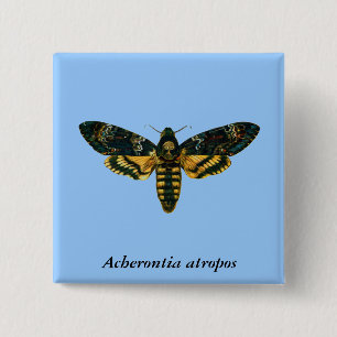 Acherontia atropos (Death's Head Hawkmoth) Button