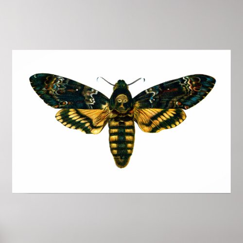 Acherontia atropos Deaths Head Hawkmoth Poster