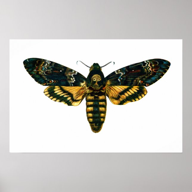 Acherontia atropos (Death's Head Hawkmoth) Poster (Front)