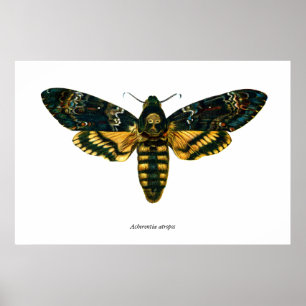 Acherontia atropos (Death's Head Hawkmoth) Poster