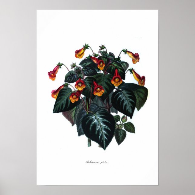 Achimenes picta poster (Front)